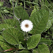 Gerbera ambigua