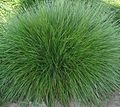 Festuca rubra var. commutata