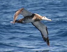 Gibsons albatross flight 2.jpg