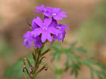 Miniatura para Glandularia pulchella