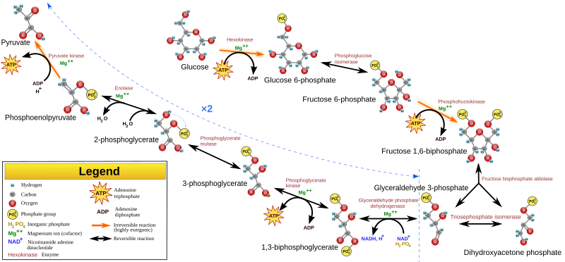 File:Glycolysis.svg