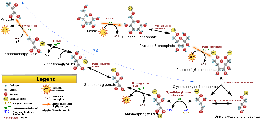 Glycolysis pathway overview.