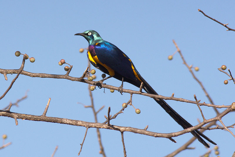 File:Golden-breasted Starling, Wachile Road, Ethiopia.jpg