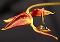 Gongora erecta flowers