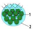 Bau der Grünalge Gonium 1. chlamydomonas- ähnliche Zelle 2. Gallerte