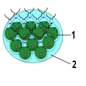 1. Chlamydomonas-like cell 2. Jelly