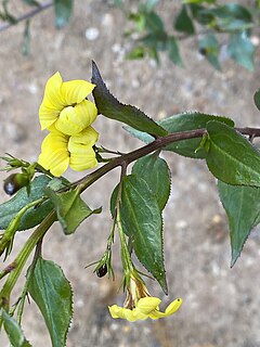 <i>Goodenia ovata</i> Species of plant