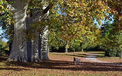 Die drei Platanen im Schlosspark Grafenegg sind der letzte Rest einer alten Allee.