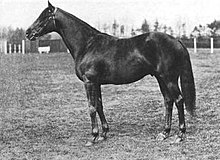 Grand Parade at Exning Stud.jpg