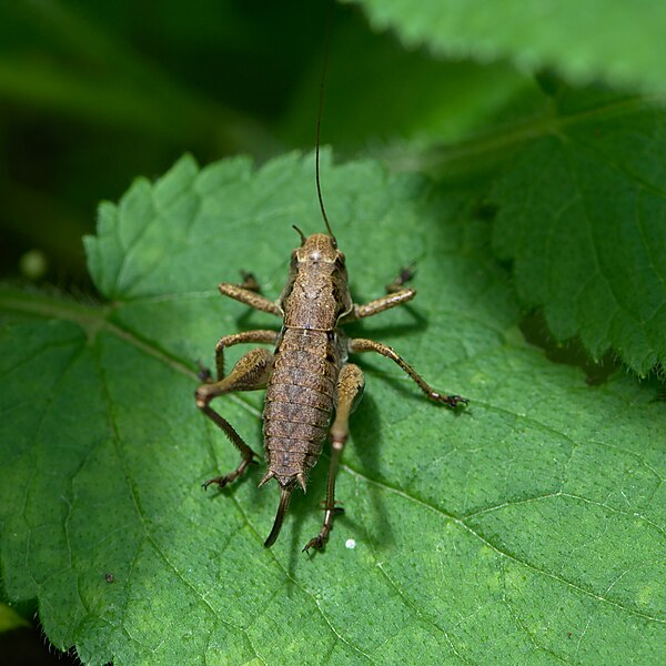 File:Grasshopper (35300056594).jpg