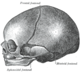 Skallen ved fødsel synar dei laterale (sideliggande) fontanellene (pterion til venstre, asterion til høgre)