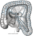 Sistema linfático en el colon.