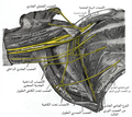 الضفيرة العضدية اليمنى (الجزء تحت الترقوة) في الحفرة الإبطية ، كما تُرى من أسفل ومن الأمام.