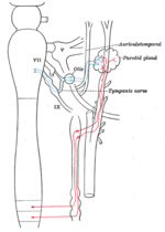 Thumbnail for Auriculotemporal nerve