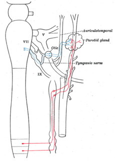 Auriculotemporal nerve branch of the mandibular nerve