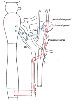 Auriculotemporal nerve - Wikipedia