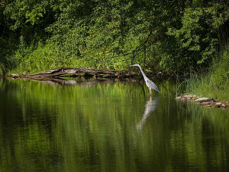 File:Great blue heron (Ardea herodias), Wooden Island, Jackson Park, Chicago, Illinois, US (PPL1-Corrected) julesvernex2-2.jpg