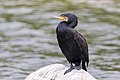 * Nomination Great cormorant (Phalacrocorax carbo) on a rock in Gennevilliers, France --Alexis Lours 00:34, 18 November 2021 (UTC) * Promotion  Support Good quality. --XRay 04:48, 18 November 2021 (UTC)