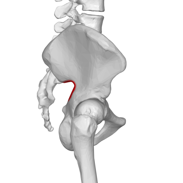 File:Iliac crest 02 - posterior view.png - Wikimedia Commons