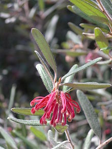 G. irrasa subsp. didymochiton Grevillea irrasa subsp didymochiton.JPG