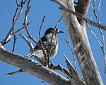 Grey Currawong Mt Hotham Victoria Australia.jpg