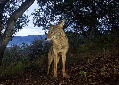 A coyote in the woods facing the camera