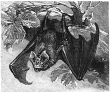 Greater Horseshoe bat Grosse Hufeisennase-drawing.jpg