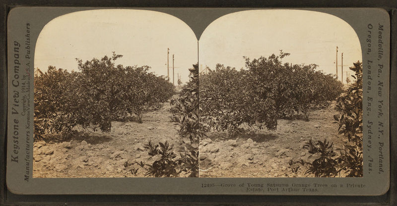 File:Grove of Young Sastuma Orange Trees on a Private Estate, Port Arthur Texas, by Keystone View Company.jpg