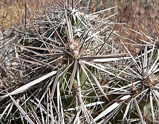 <i>Corynopuntia</i> Genus of cacti