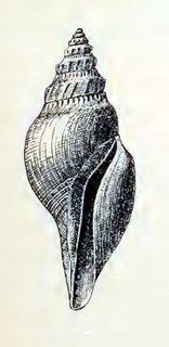 <i>Gymnobela daphnelloides</i> Species of gastropod