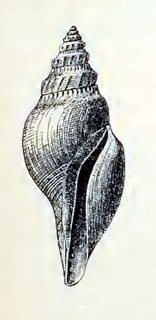 <i>Gymnobela daphnelloides</i> species of mollusc