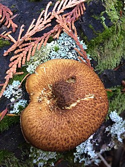 Gymnopilus parvisquamulosus Hesler 471916.jpg