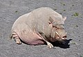 * Nomination Miniature Pig (not really). --Quartl 20:40, 10 August 2011 (UTC) * Promotion :-D xD --Carschten 21:03, 10 August 2011 (UTC)