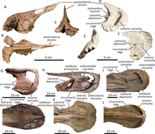 Holotype premaxilla (J) of Brachylophosaurus canadensis Hadrosaurids premaxillae comparison.PNG