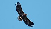 Flugbild Seeadler