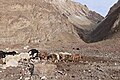 * Nomination Zanskar Trek - Yaks between Hanuma La and Zingchen River / Ladakh, India --Imehling 09:33, 11 November 2023 (UTC) * Promotion  Support Good quality. --Poco a poco 12:10, 11 November 2023 (UTC)