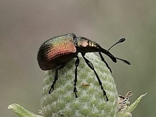 <i>Haplorhynchites eximius</i> Species of beetle