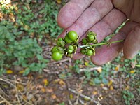 Unripe fruit