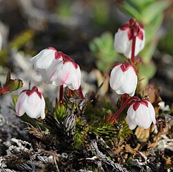 Tunturisammalvarpio (Harrimanella hypnoides) Kilpisjärvellä