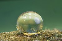 Wassertropfen auf einem Biofilm des Cyanobacterium Hassallia: Der Nachweis,[36] dass Superhydrophobie und der Lotus-Effekt in der Evolution des Lebens vermutlich bereits vor über einer Milliarde Jahren entstanden und vielleicht eine Rolle als Schlüsselinnovation bei der Eroberung des Lebensraumes Land spielten