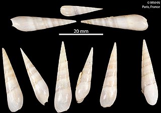 <i>Hastula aciculina</i> Species of gastropod