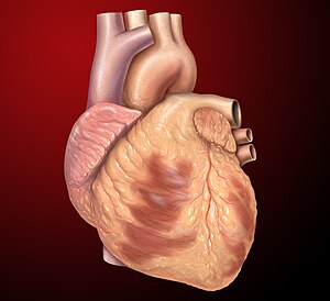 Hart anterior exterieur view.jpg