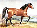 Hector English: The Arabian stallion Hector, or "Old Hector" was an early import to Australia whose bloodlines were found in the pedigrees of some Australian Thoroughbreds.
