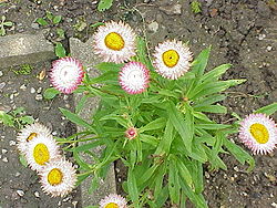 Flor de papel bracteada (Helichrysum bracteatum)