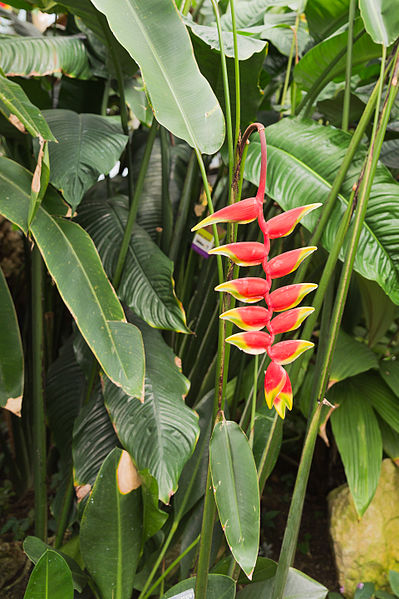 File:Heliconia Rostrata - 72.jpg