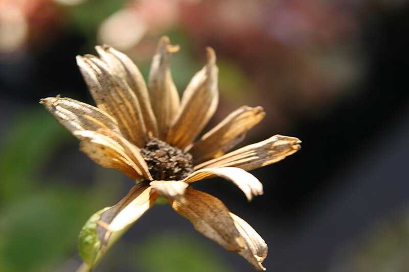 File:Heliopsis helianthoides var. scabra Bressingham Doubloon 0zz.jpg