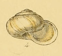 Helix cantiana (Sowerby) .jpg