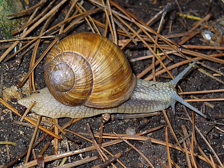 Helix pomatia 002.JPG