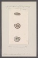 Helix semirasa - - Print - Iconographia Zoologica - Special Collections University of Amsterdam - UBAINV0274 089 01 0065.tif
