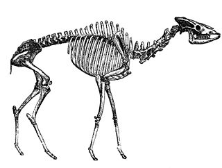 <i>Helladotherium</i> Extinct genus of mammals